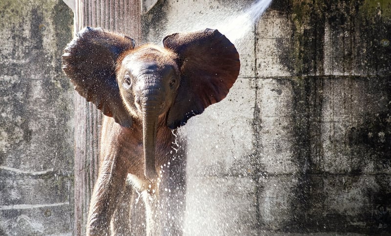 Elephant in the jungle